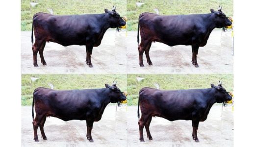 牛のクローン　⑤ 黒毛和種（和牛）のクローン